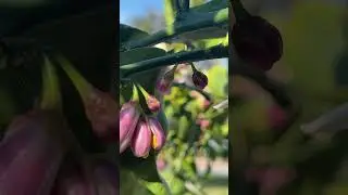 Spring!! Lemon flowers.
