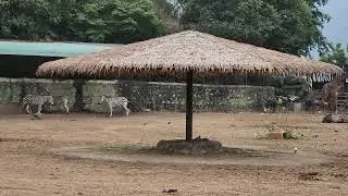 Jungle safari @statue of unity #Zebra and Giraffe 