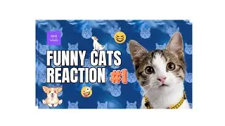 Unleashing the Paw-some Deception: Our Furry Encounter with a Cunning Kitten!