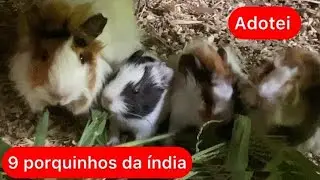 Adotei 9 porquinhos da índia