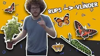 HOE WORDT EEN RUPS EEN VLINDER? // Willem Wever // #16