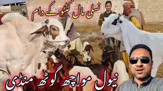 Naval Moach goth mandi aj ke new rate ❤️| Mandi chari ya nhi | AnimalShokeen 