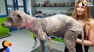 Woman Rescues Sick Dog During Her Vacation  | The Dodo