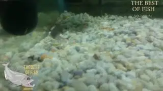 Mormyrus longirostris