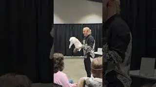 Cat show video. Lapdolls Tiger 5 months old seal bicolor ragdoll