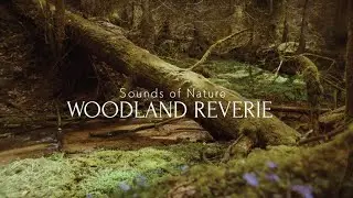 Enchanted Deep Forest Ambience ✨ Flowing River ASMR to Study or Unwind - 1 Hr 4K