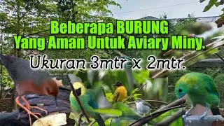 BEBERAPA BURUNG YANG AMAN DI AVIARY KECIL!!INI PENGALAMAN SAYA SELAMA TIGA TAHUN MERAWAT AVIARY.