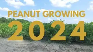 Peanut Growing 2024 | Alabama Peanut Producers Association