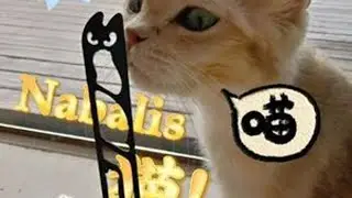【开箱分享】Nabalis携手韩国刀圈知名YouTuber 共同设计猫咪元素蝴蝶刀！——Cat#蝴蝶花式刀