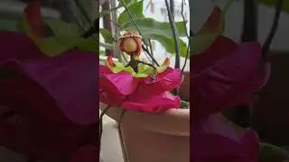 Flower Fairy Doll | Doll Making  | Craft making # shorts.