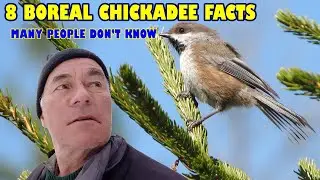 EIGHT facts most birders don't know about BOREAL CHICKADEES