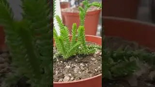 Es una belleza‼️🌿🌿🌿🌿🌿