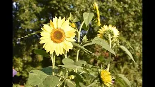 August Garden Update