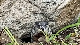 BioBlitz 2020: Mammals Spotlight