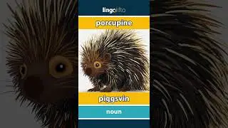 🇬🇧🇳🇴 porcupine - piggsvin : learn English : la oss l&aelig;re engelsk : vocabulary builder