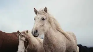 J.R. August - Hold Your Horses (LYRIC VIDEO)
