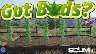 Harvesting Crucial Crops - SCUM 1.0 Farming