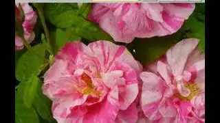 Adding and copying pictures