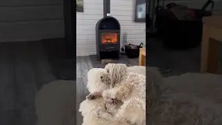Der L&ouml;we schl&auml;ft #dog #lion #doglife #pets #cute