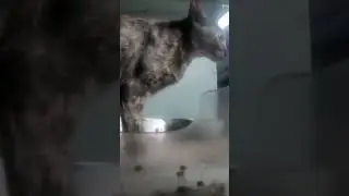 These stray cats tend to be scared when they hid in the feeder