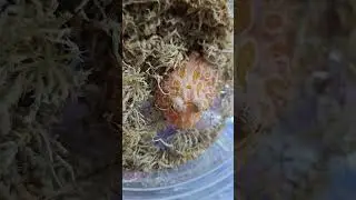 #strawberry #pacman #frog #reptiles #animals #pets #shortvideo #rock #shortvideo