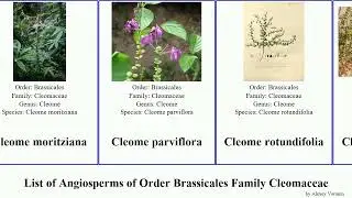List of Angiosperms of Order Brassicales Family Cleomaceae cleome spiderflower large pink golden