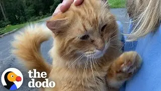 Пара покупает дом, в котором живут 16 кошек | The Dodo