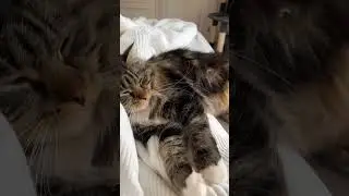 The Best Workplace and Companion #cat #pets #vlog #cute #work #office #bed