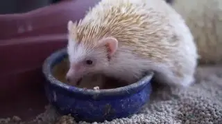Sony a6000 SEL35F18, White hedgehog unfolding