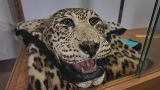 Exhibit at Newark airport shows wild items confiscated from travelers