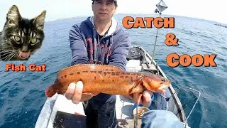 Catch & Cook 3 Bearded Rockling Featuring Fish Cat