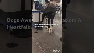 #Dogs #passport#travel #doglover #austin #shorts  #airport #immigration #travelvlog #usa