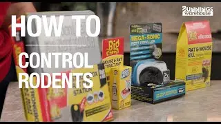 How To Control Rodents - Bunnings Warehouse