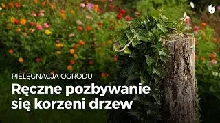 Pielegnacja Ogrodu: ręczne Pozbywanie się korzeni drzew