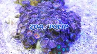 TIPS DAN TRICK POLIP/ZOA