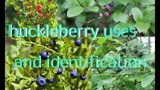 Huckleberry uses and identification