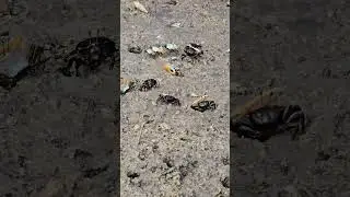 colorful Crabs #crab
