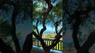 Breathtaking Adriatic Coast Views in Italy Framed by Majestic Olive Trees! 🍃