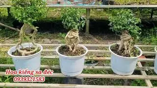Hồng ngọc mai giá tốt bao síp