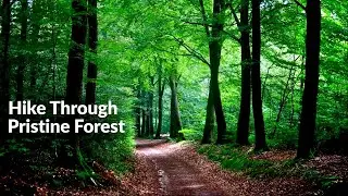 Hiking and Exploring Through Dense and Pristine Forest