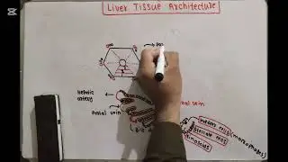 Liver Tissue Architecture |First aid book|NRE-1 & USMLE Step1 |part15