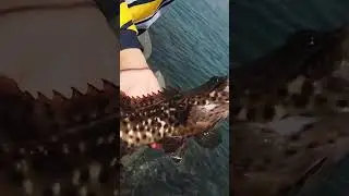 BIG ROCK COD LIVE SQUID BAIT! #fishing