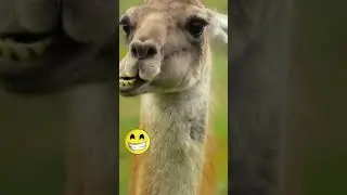 Sweet Lama Eating Funny Natural sounds Cute #animals #lama #love #funnyanimals #shorts #shortsfeed