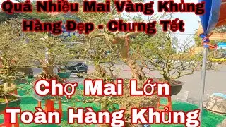 Chợ tết g&agrave;i g&ograve;n 2023 - đường th&agrave;nh th&aacute;i Q10 - qu&aacute; nhiều mai v&agrave;ng lớn h&agrave;ng đẹp