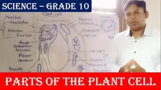 A Typical Plant Cell | Parts of a Plant Cell | Memorize the Parts of a Plant Cell