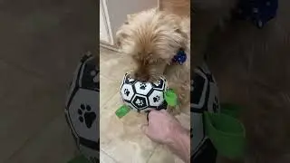 Loki dog playing with his soccer ball toy