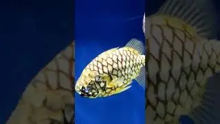 fishes at Big Reef tank