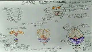 Tongue Development : Only One Page | TCML