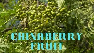 CHINABERRY FRUIT (ঘোড়া নিম ফল ).