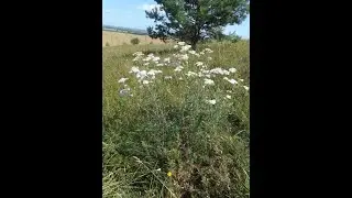 Achillea setacea, Cephalanthera, Caloboletus radicans, Medicago minima, Cystopteris fragilis